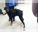 Small Rottweiler