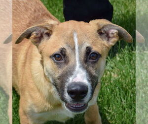 Borador Dogs for adoption in Huntley, IL, USA