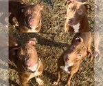 Small Photo #1 American Pit Bull Terrier-Unknown Mix Puppy For Sale in Maryville, TN, USA