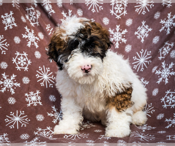 Medium Photo #6 Saint Berdoodle Puppy For Sale in WAKARUSA, IN, USA