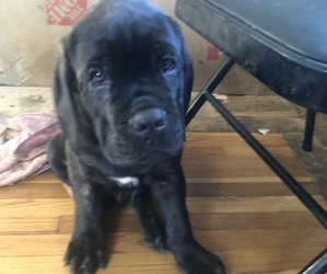 America Bandogge Mastiff-Cane Corso Mix Puppy for sale in WEST COVINA, CA, USA