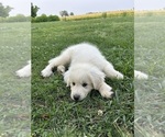 Small #2 Great Pyrenees