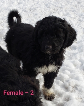 Medium Photo #6 Pyredoodle Puppy For Sale in GOWER, MO, USA