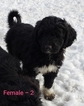 Small Photo #6 Pyredoodle Puppy For Sale in GOWER, MO, USA