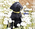 Small Photo #2 Labrador Retriever Puppy For Sale in BRIDGEWATER, VA, USA