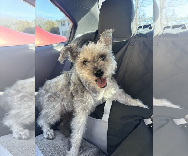 Medium Photo #14 Mutt Puppy For Sale in Mount Pleasant, SC, USA