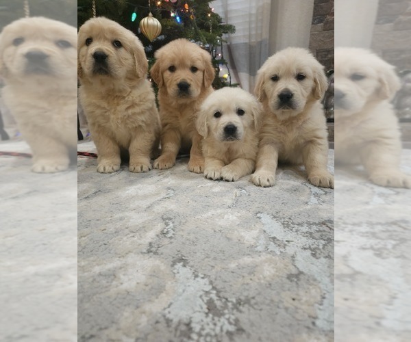 Medium Photo #1 Golden Retriever Puppy For Sale in ELVERTA, CA, USA
