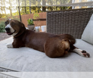 Bella - Female Doxle Dog for Adoption - Photo #3
