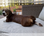 Small Photo #3 Doxle Puppy For Sale in Decatur, GA, USA