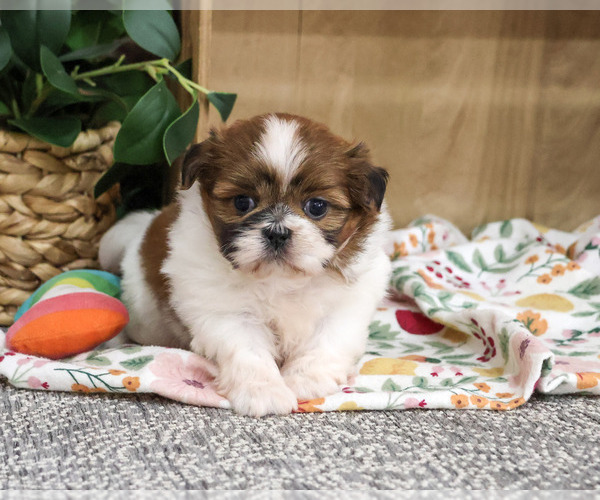 Medium Photo #1 Shih Tzu Puppy For Sale in SYRACUSE, IN, USA