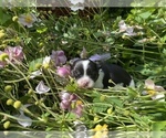 Small Photo #15 Bullhuahua-Chihuahua Mix Puppy For Sale in RAWSONVILLE, MI, USA