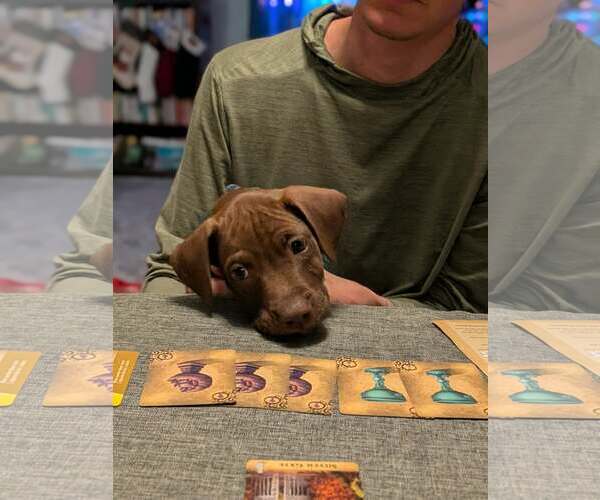 Medium Photo #4 American Staffordshire Terrier-Unknown Mix Puppy For Sale in Duluth, MN, USA