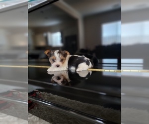 Yorkshire Terrier Puppy for sale in SACRAMENTO, CA, USA