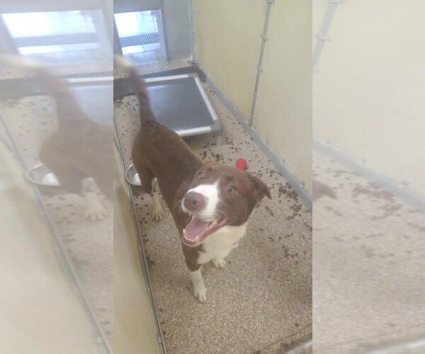 Medium Photo #5 German Shorthaired Lab Puppy For Sale in Great Bend, KS, USA