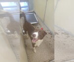 Small #4 German Shorthaired Lab