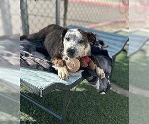 Pointer-Unknown Mix Dogs for adoption in Chula Vista, CA, USA