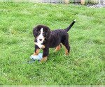 Small #5 Bernese Mountain Dog