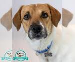 Small Retriever  Mix