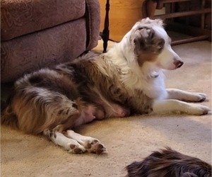Mother of the Miniature American Shepherd puppies born on 09/18/2023