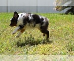 Small Photo #9 Miniature Australian Shepherd Puppy For Sale in PALM COAST, FL, USA