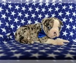 Small Photo #5 Boston Terrier Puppy For Sale in EPHRATA, PA, USA