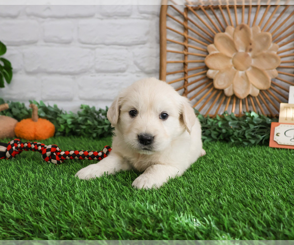 Medium Photo #5 English Cream Golden Retriever Puppy For Sale in SYRACUSE, IN, USA