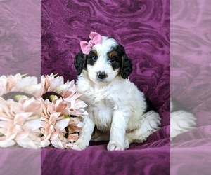 Bernedoodle (Miniature) Puppy for sale in GLEN ROCK, PA, USA