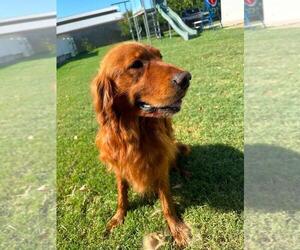 Father of the Golden Retriever puppies born on 08/08/2026