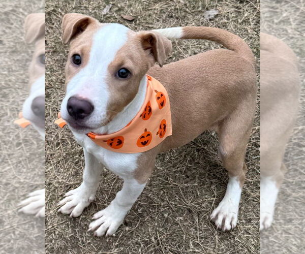 Medium Photo #9 American Pit Bull Terrier-Unknown Mix Puppy For Sale in Great Bend, KS, USA