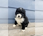 Puppy Male 5 Bernedoodle