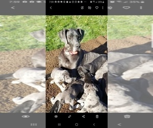 Mother of the Great Dane puppies born on 06/25/2022