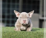 Small American Bully