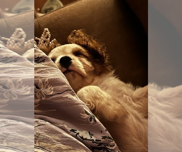 Medium Photo #2 Cavalier King Charles Spaniel Puppy For Sale in DANVILLE, VA, USA