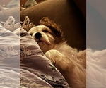 Small #1 Cavalier King Charles Spaniel
