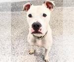 Small #1 Boxer