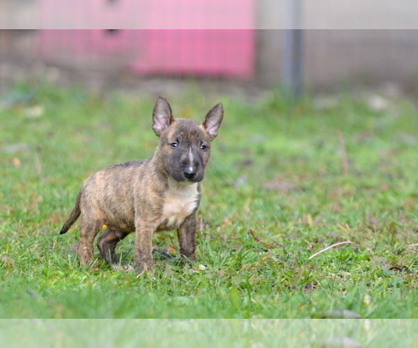 Medium Photo #19 Miniature Bull Terrier Puppy For Sale in Kiskoros, Bacs-Kiskun, Hungary