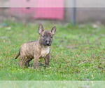 Small Photo #19 Miniature Bull Terrier Puppy For Sale in Kiskoros, Bacs-Kiskun, Hungary