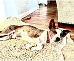 Small #8 Pembroke Welsh Corgi Mix