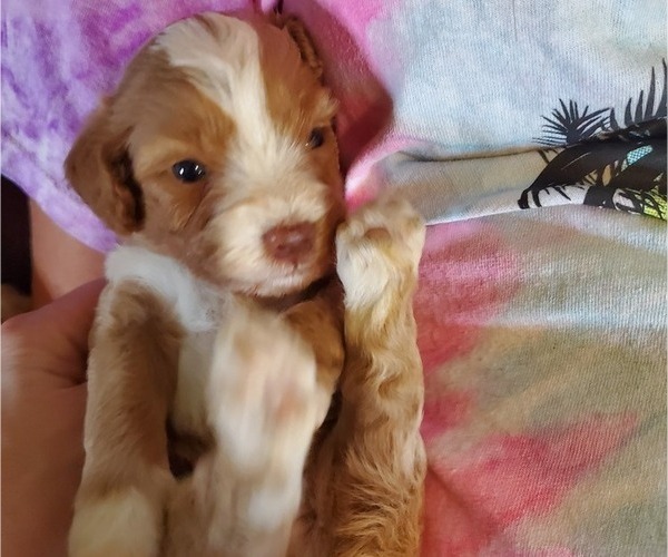 Medium Photo #15 Bernedoodle (Miniature) Puppy For Sale in LEETONIA, OH, USA