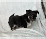Small Photo #11 Chihuahua Puppy For Sale in BEAUMONT, TX, USA