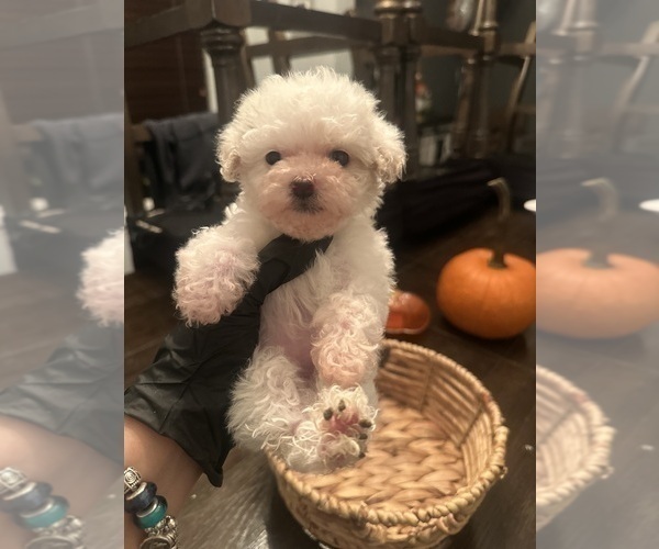 Medium Photo #6 Poodle (Toy) Puppy For Sale in PLAINFIELD, IL, USA