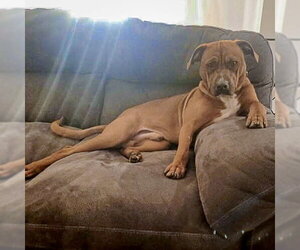 Bubba - Male Unknown-Vizsla Mix Dog for Adoption - Photo #10