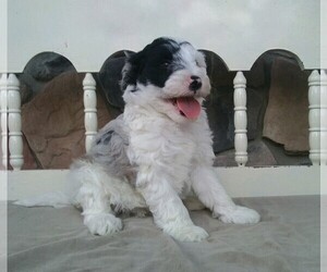 Old English Sheepdog-Poodle (Miniature) Mix Puppy for sale in FREDERICKSBG, OH, USA