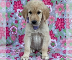 Anatolian Shepherd-Golden Retriever Mix Puppy for sale in LANCASTER, PA, USA