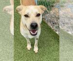 Small #1 Labrador Retriever Mix