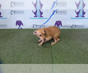 Chihuahua-Unknown Mix Dogs for adoption in Orlando, FL, USA