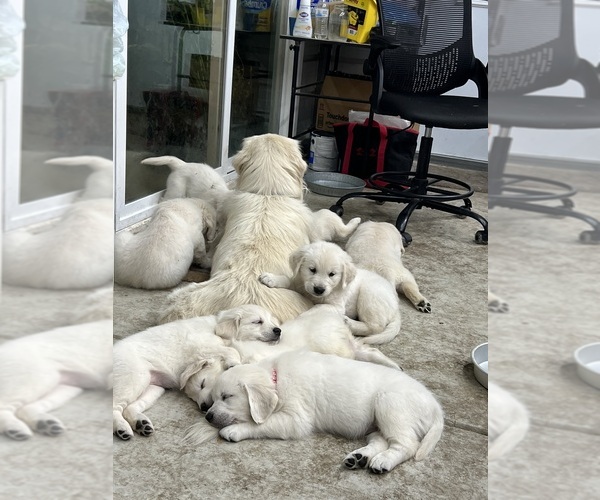 Medium Photo #3 Golden Retriever Puppy For Sale in WILTON, CA, USA