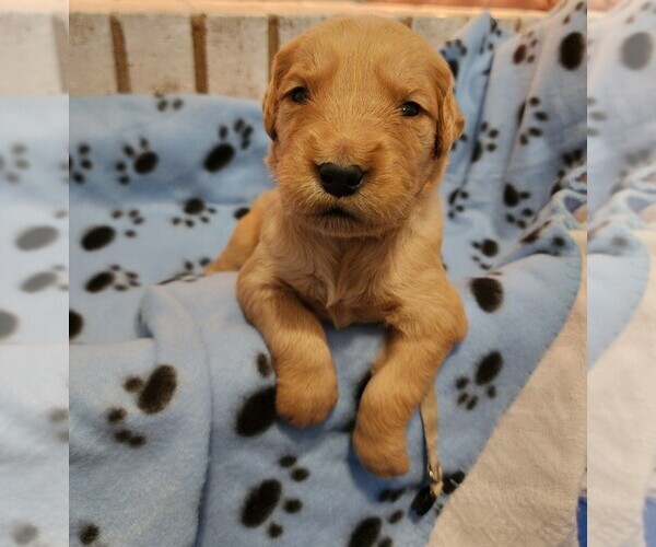 Medium Photo #1 Golden Retriever Puppy For Sale in PAULINE, SC, USA