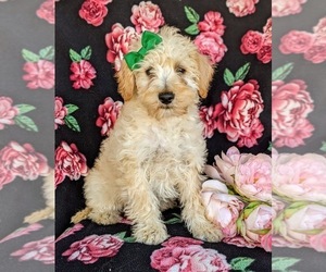 Schnoodle (Miniature) Puppy for sale in NOTTINGHAM, PA, USA