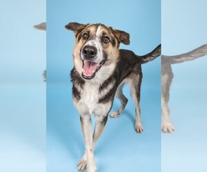 German Shepherd Dog-Unknown Mix Dogs for adoption in Denton, TX, USA